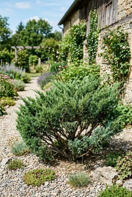 Juniperus chinensis 'San Jose' Busk
