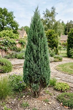 Juniperus chinensis 'Stricta' Busk