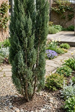 Juniperus chinensis 'Stricta' Busk