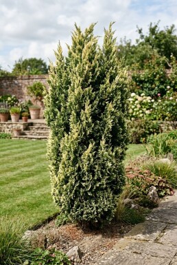 Juniperus chinensis 'Stricta Variegata' Busk