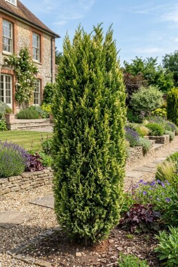Juniperus chinensis 'Stricta Variegata' Busk