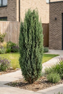 Juniperus communis 'Arnold' Busk 250