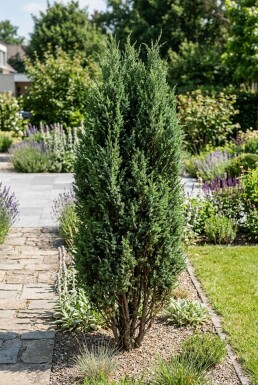Juniperus communis 'Arnold' Busk 250