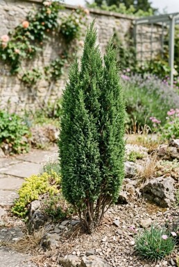 Juniperus communis 'Compressa' Busk