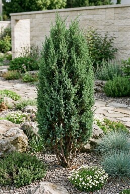 Juniperus communis 'Compressa' Busk