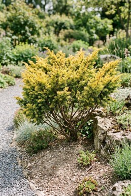 Juniperus communis 'Goldschatz' Busk