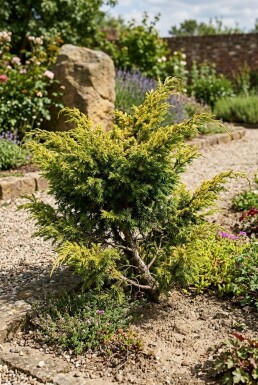 Juniperus communis 'Goldschatz' Busk