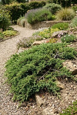 Juniperus communis 'Green Carpet' busk