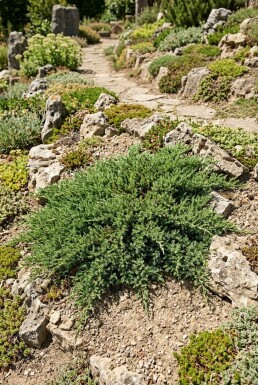 Juniperus communis 'Green Carpet' busk