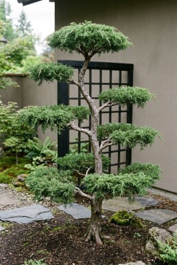 Juniperus communis 'Green Carpet' Bonsai
