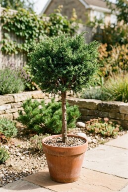 Juniperus communis 'Greenmantle' på stamme