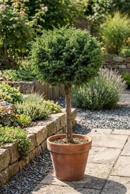Juniperus communis 'Greenmantle' på stamme