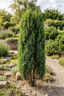 Juniperus communis 'Hibernica' Busk 400