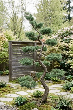 Juniperus communis 'Hornibrookii' bonsai