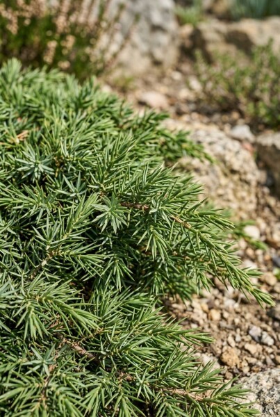 Juniperus communis 'Repanda'