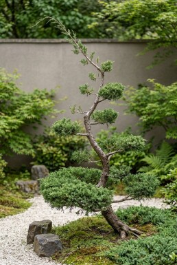 Juniperus communis 'Repanda' Bonsai