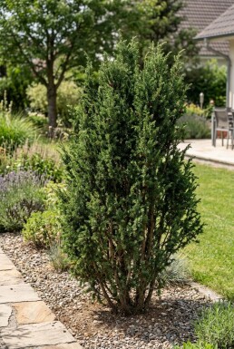 Juniperus communis 'Ristol' Busk