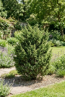 Juniperus communis 'Ristol' Busk