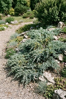 Juniperus communis 'Silver Carpet' busk