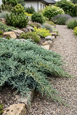 Juniperus communis 'Silver Carpet' busk