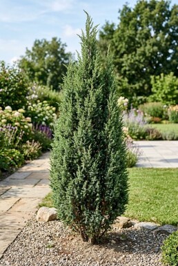 Juniperus communis 'Suecica' Busk
