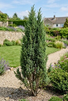 Juniperus communis 'Suecica' Busk