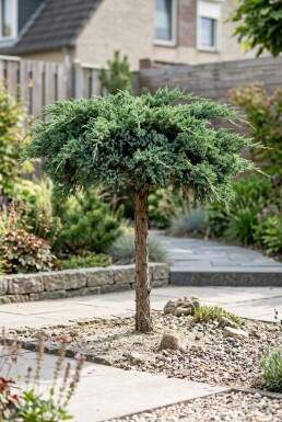 Juniperus conferta 'Schlager' på stamme