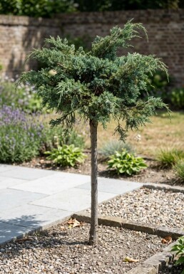 Juniperus conferta 'Schlager' på stamme