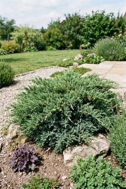 Juniperus horizontalis 'Andorra Compacta' Busk