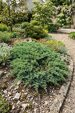 Juniperus horizontalis 'Andorra Compacta' Busk