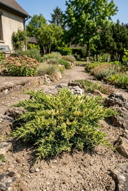 Juniperus horizontalis 'Andorra Variegata' Busk
