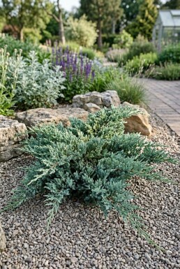Juniperus horizontalis 'Icee Blue' Busk