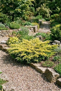 Juniperus horizontalis 'Limeglow' Busk