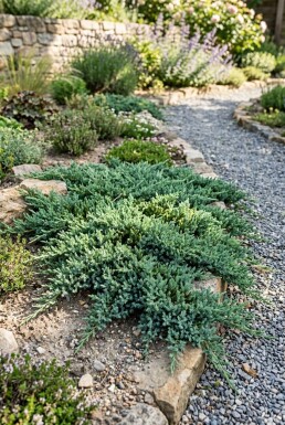 Juniperus horizontalis 'Pancake' Busk