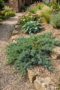 Juniperus horizontalis 'Wiltonii' busk