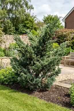 Juniperus media 'Hetzii' busk 150