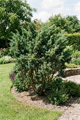 Juniperus media 'Hetzii' busk 150