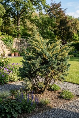 Juniperus pfitzeriana 'Blue and Gold' Busk