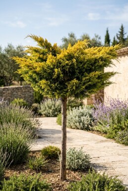 Juniperus pfitzeriana 'Golden Joy' på stamme
