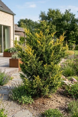 Juniperus pfitzeriana 'Kuriwao Gold' busk