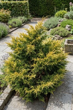 Juniperus pfitzeriana 'Kuriwao Gold' busk