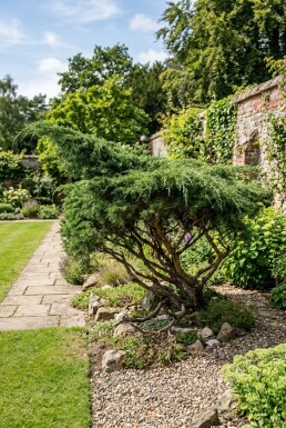 Juniperus pfitzeriana 'Mint Julep' Busk