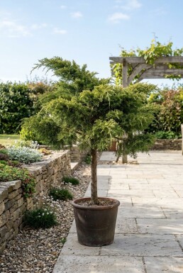 Juniperus pfitzeriana 'Mint Julep' på stamme