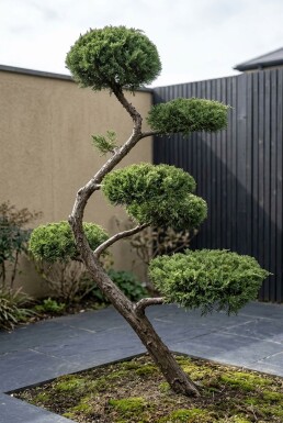 Juniperus pfitzeriana 'Mint Julep' S-form