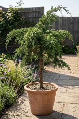 Juniperus pfitzeriana 'Mint Julep' på stamme