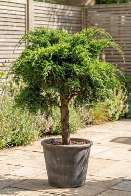 Juniperus pfitzeriana 'Mint Julep' på stamme