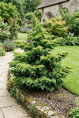 Juniperus pfitzeriana 'Mint Julep' Solitær