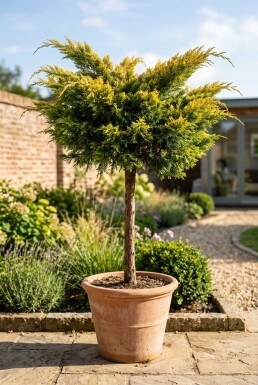 Juniperus pfitzeriana 'Pfitzeriana Aurea' på stamme
