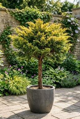 Juniperus pfitzeriana 'Pfitzeriana Aurea' på stamme
