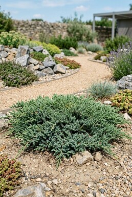 Juniperus conferta 'Schlager' Busk